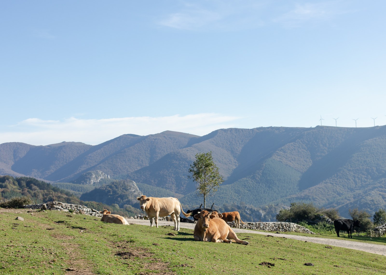 BelarAloña-2.jpg